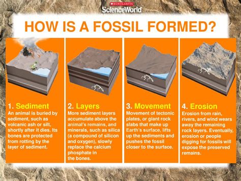 how long does it take to make a fossil